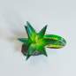 Preview: Lucky Reptile Agave, klein